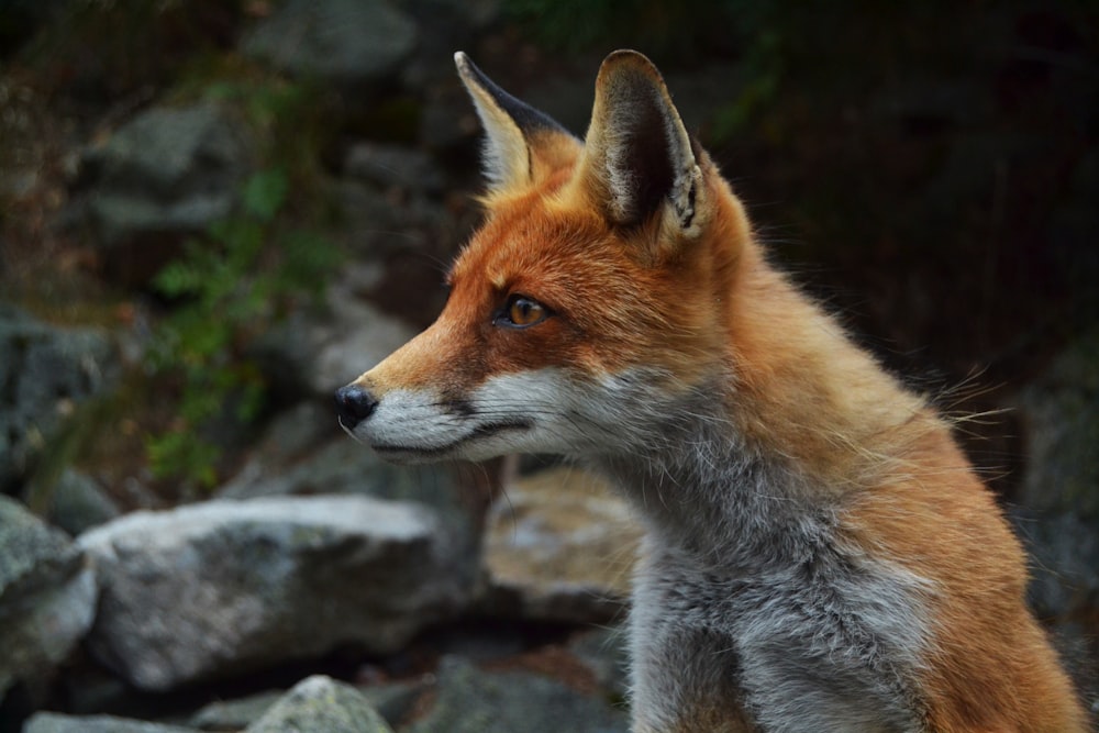 Photographie de renard à mise au point peu profonde