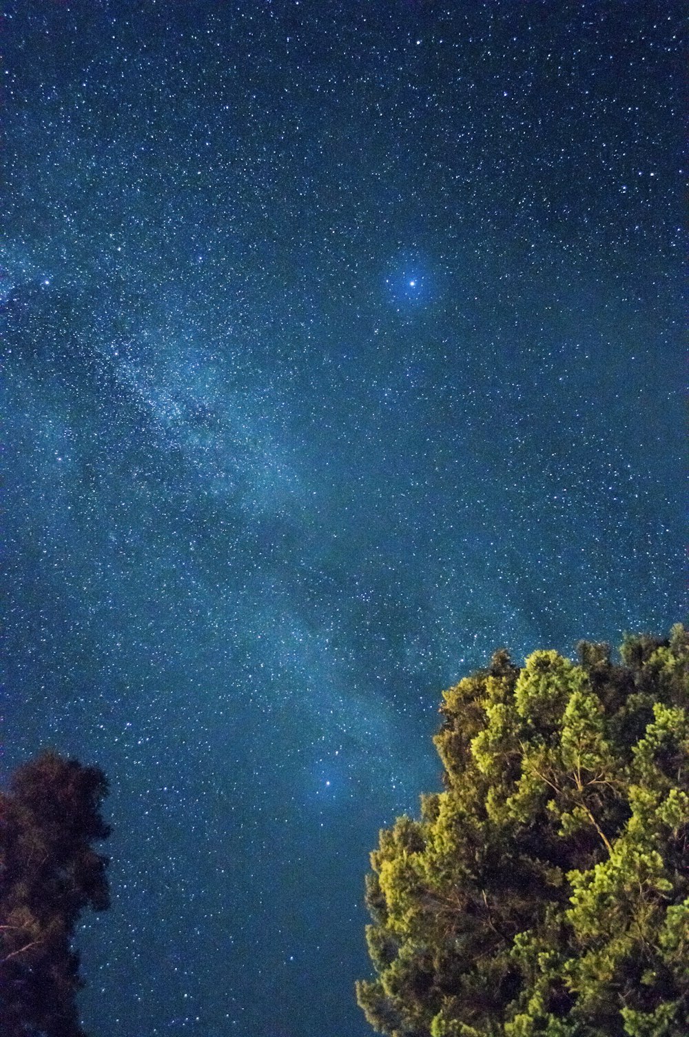 alto albero verde