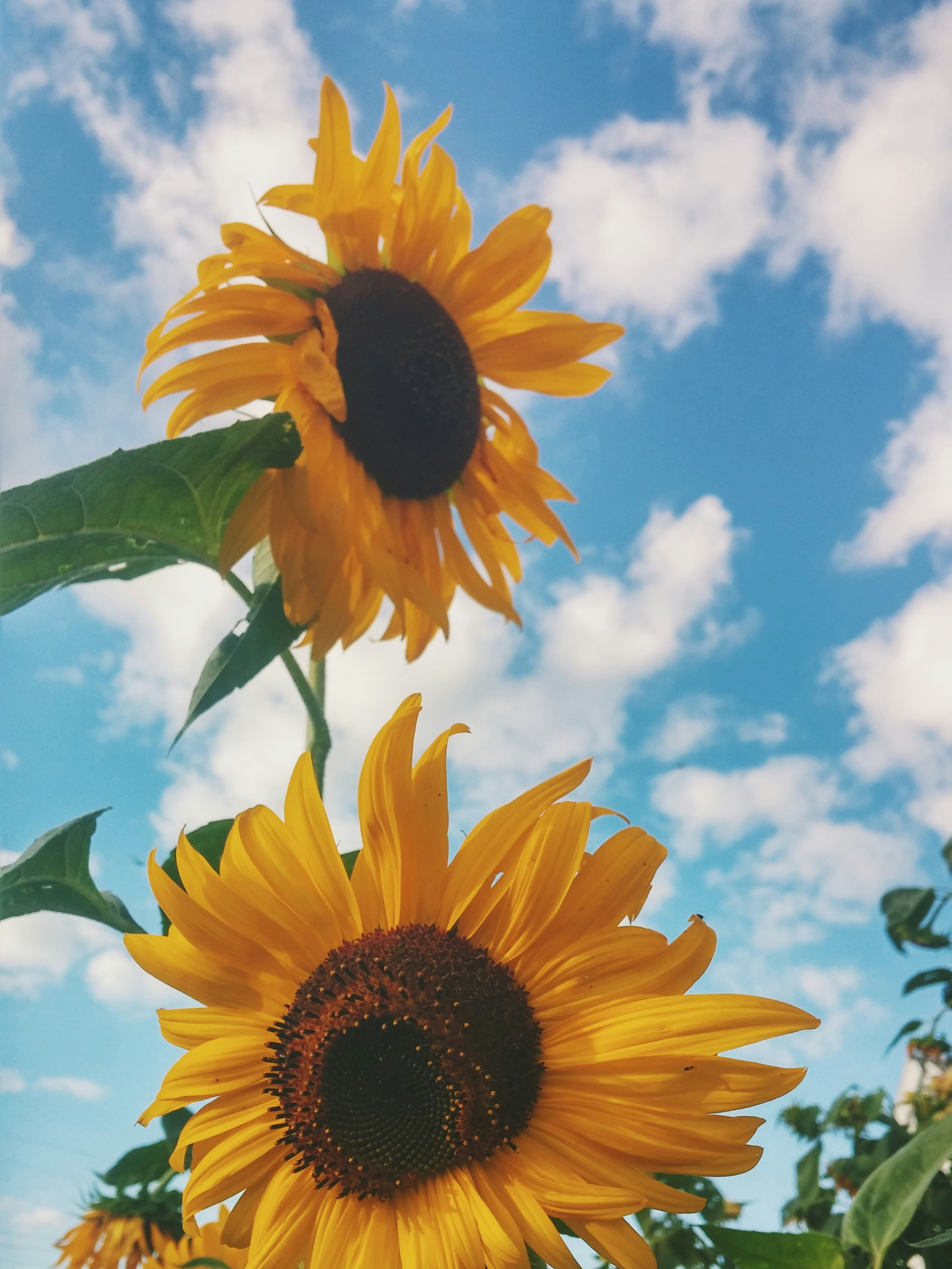 sunflowers and roses wallpaper