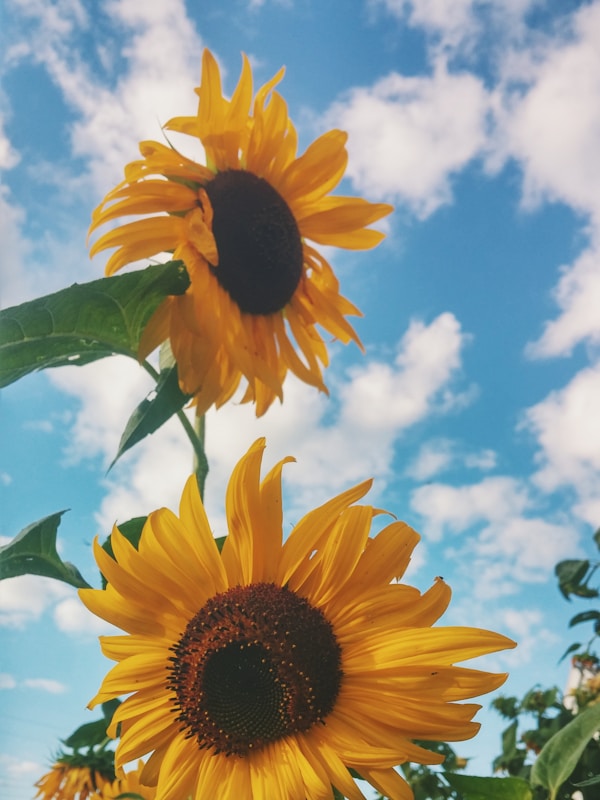 Exploring Vernon: A Concise Travel Guide