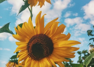 closeup photo of sunflower