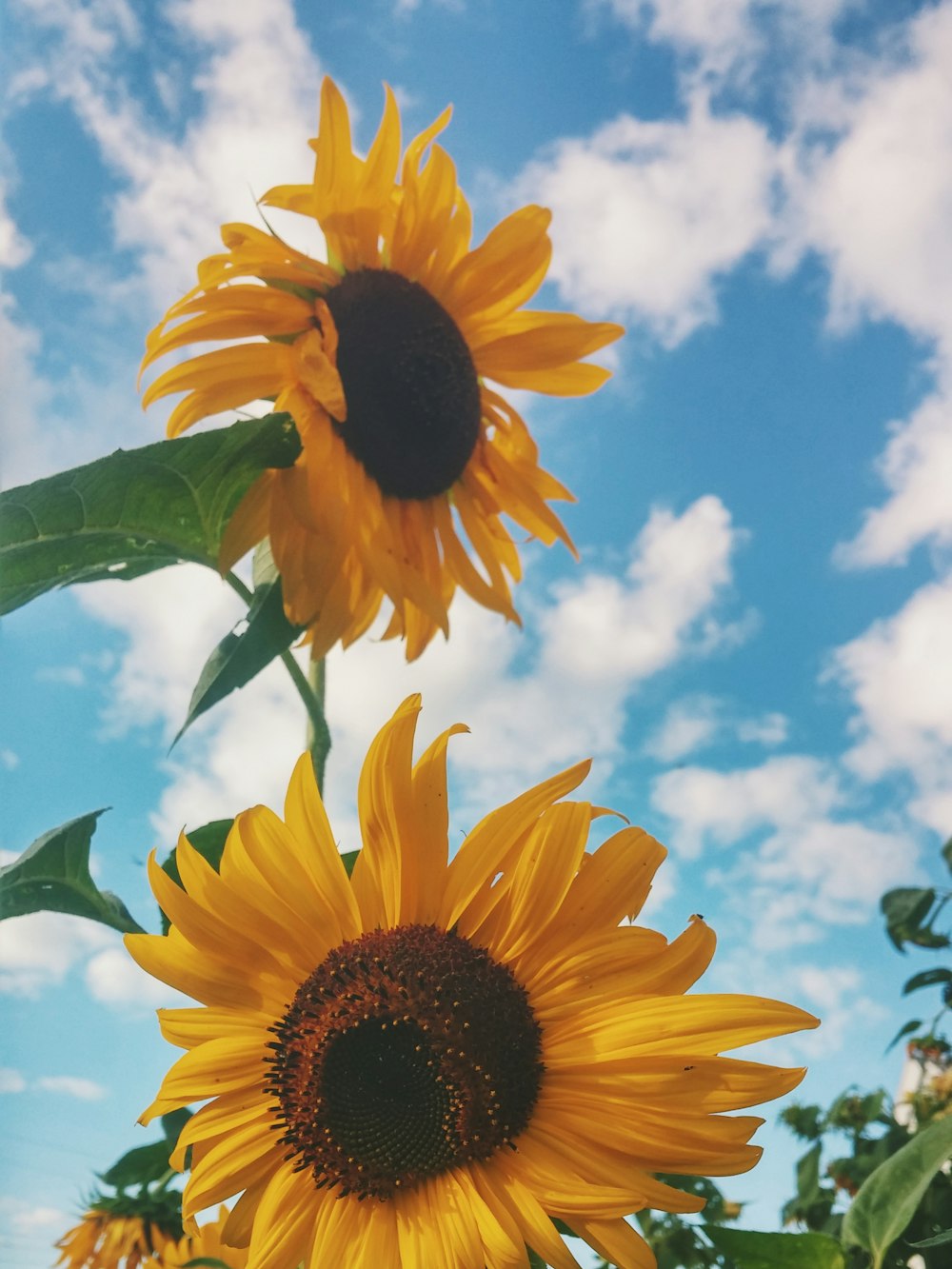 Nahaufnahme der Sonnenblume