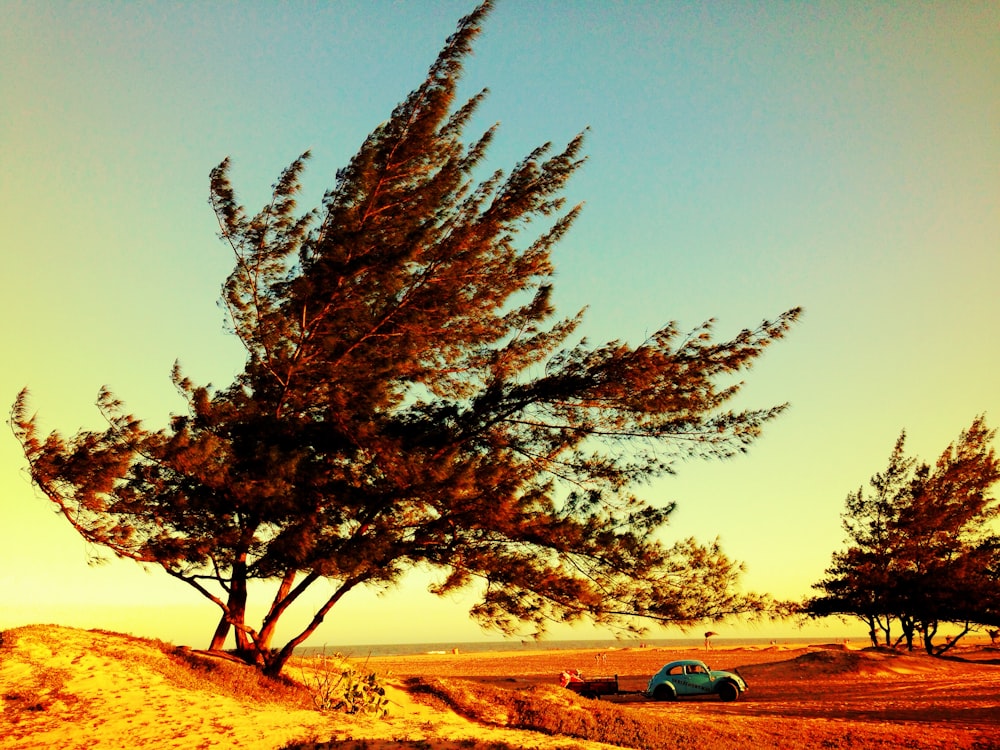 blue Volkswagen beetle near the tree