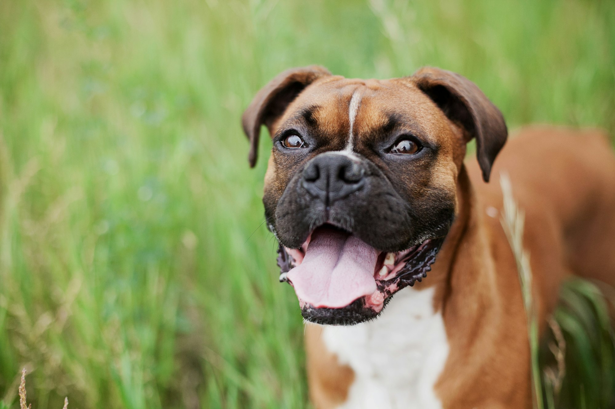 short-coated brown Boxer dog on green grass field