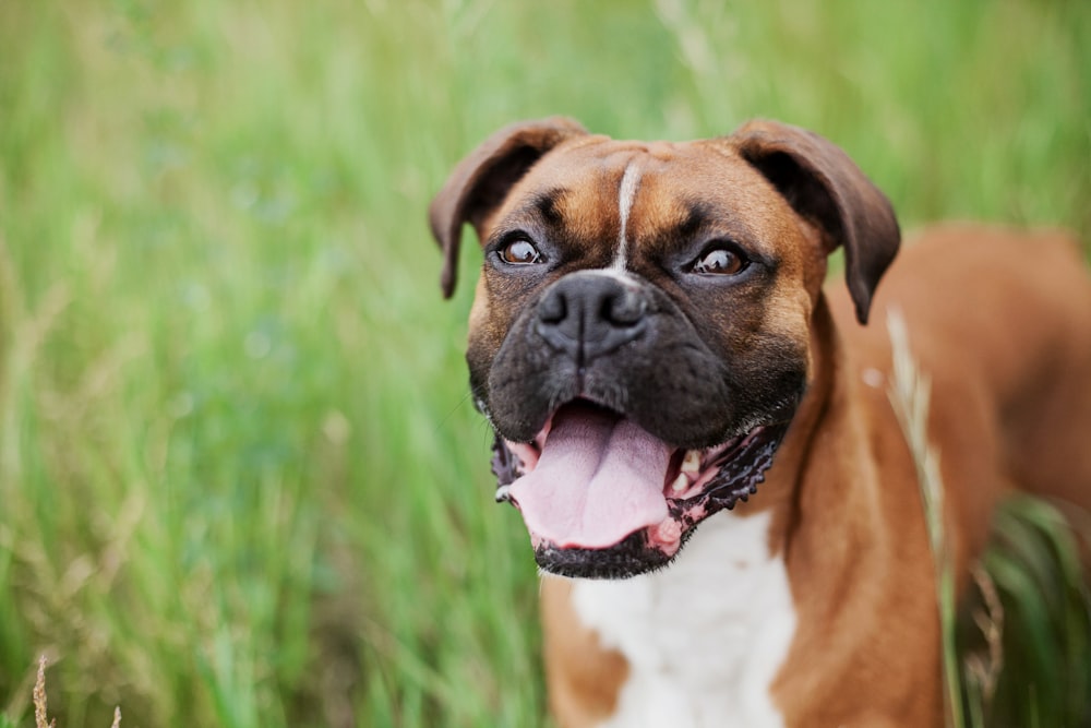 Brauner Hund mit kurzem Fell auf grünem Grasfeld