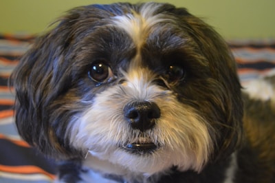 A close-up shot of Benny’s striking black and white fur pattern with bright, curious eyes.