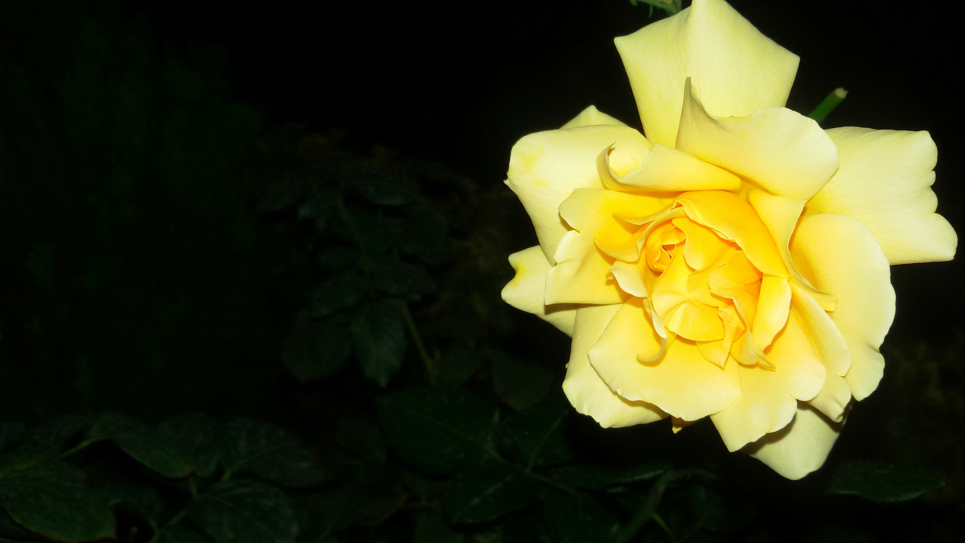 Free Unsplash photo from Nazanin Kal