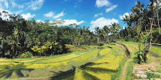 A vibrant photo of lush green rice terraces in Ubud glowing under the golden afternoon sun.