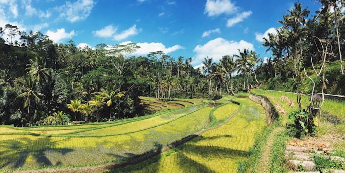A serene landscape of lush green rice paddies in Bali under a clear blue sky.