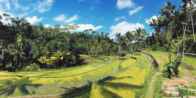 A breathtaking emerald green rice terrace under a clear blue sky in Bali.