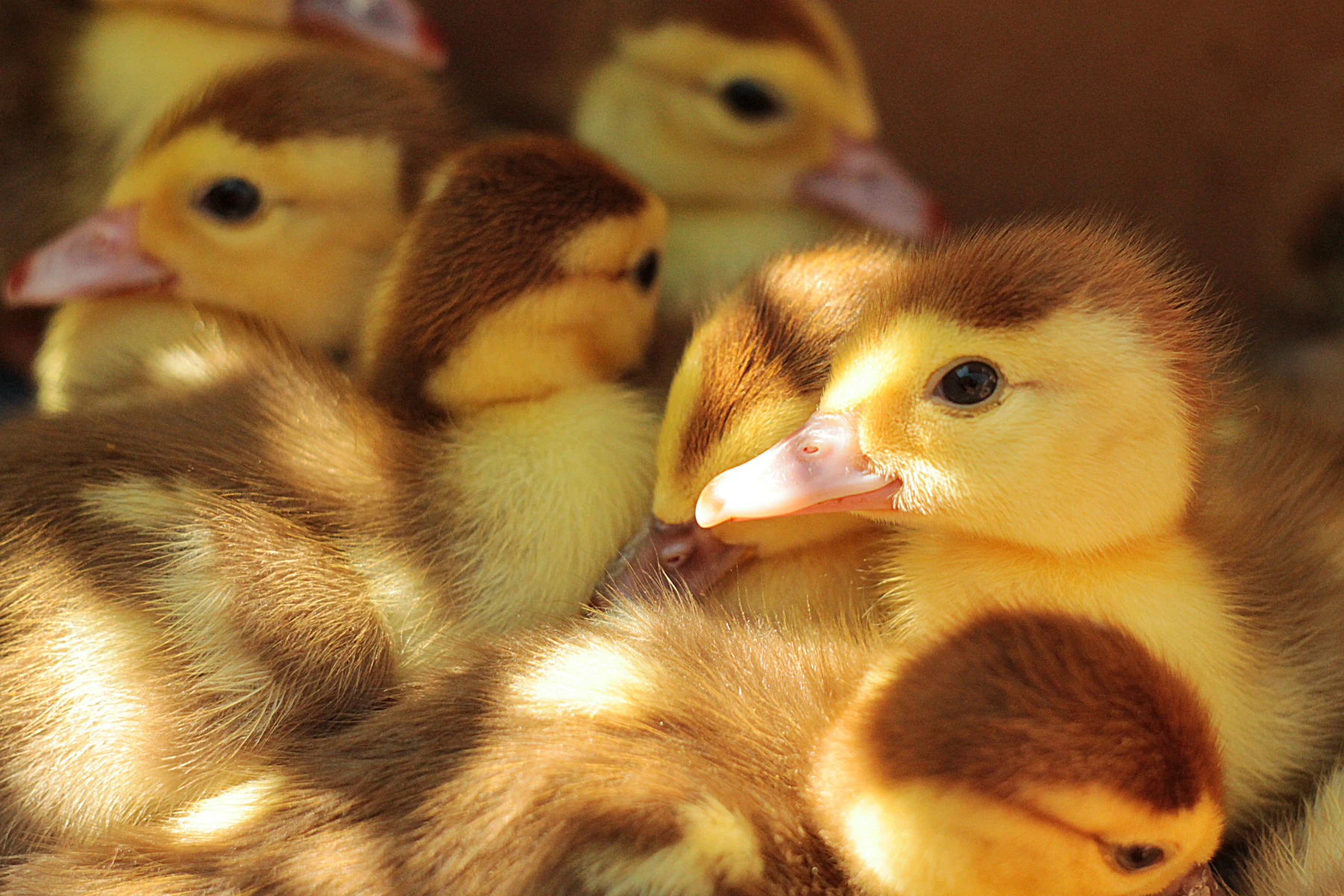 A huddle of downy yellow and brown ducklings packed together in warm light