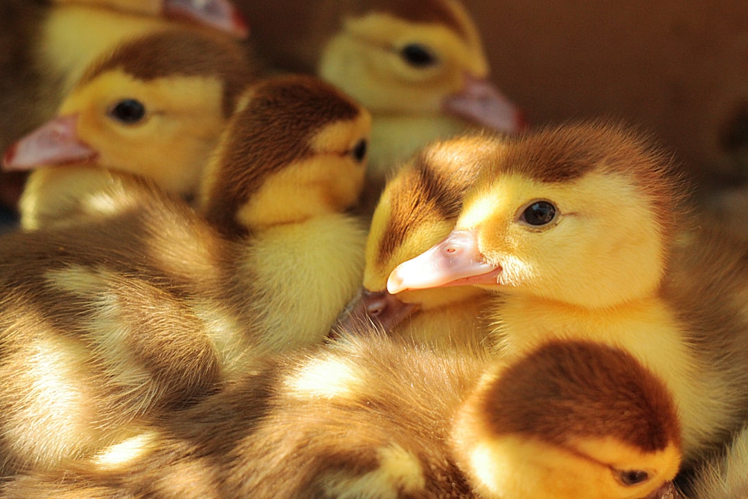 What Color Are Baby Ducks?