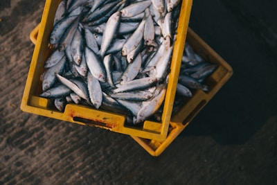 A box filled with a large number of small silver fish, neatly stacked and arranged. The container appears to be made of yellow plastic and shows signs of wear. The fish have a shiny appearance, and the setting seems to be outdoors, possibly on a dock or at a market.