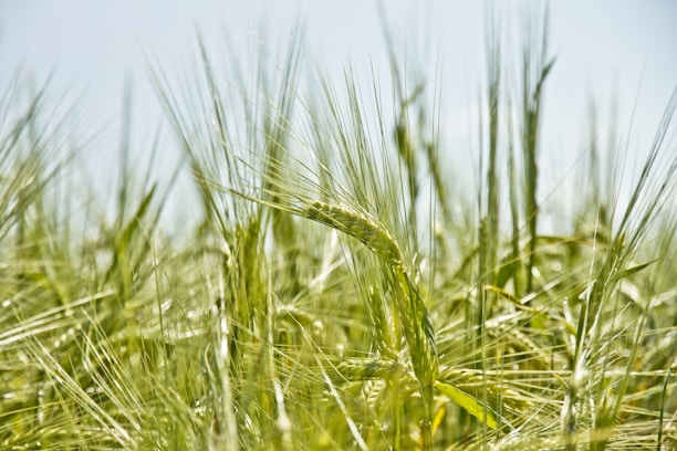 shallow focus photography of green crop field