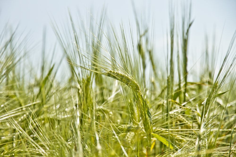 shallow focus photography of green crop field