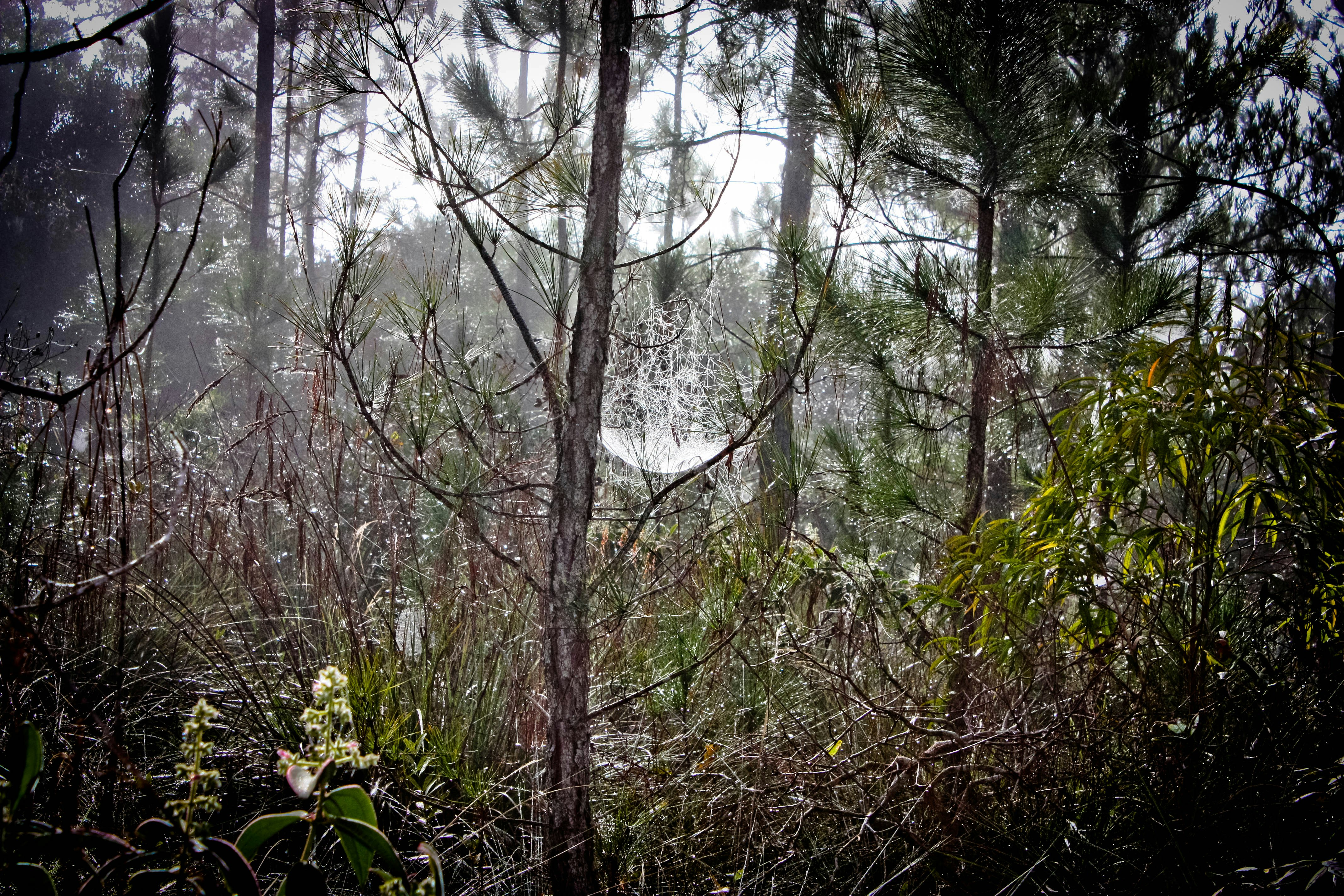 Free Unsplash photo from Eduardo Falcin