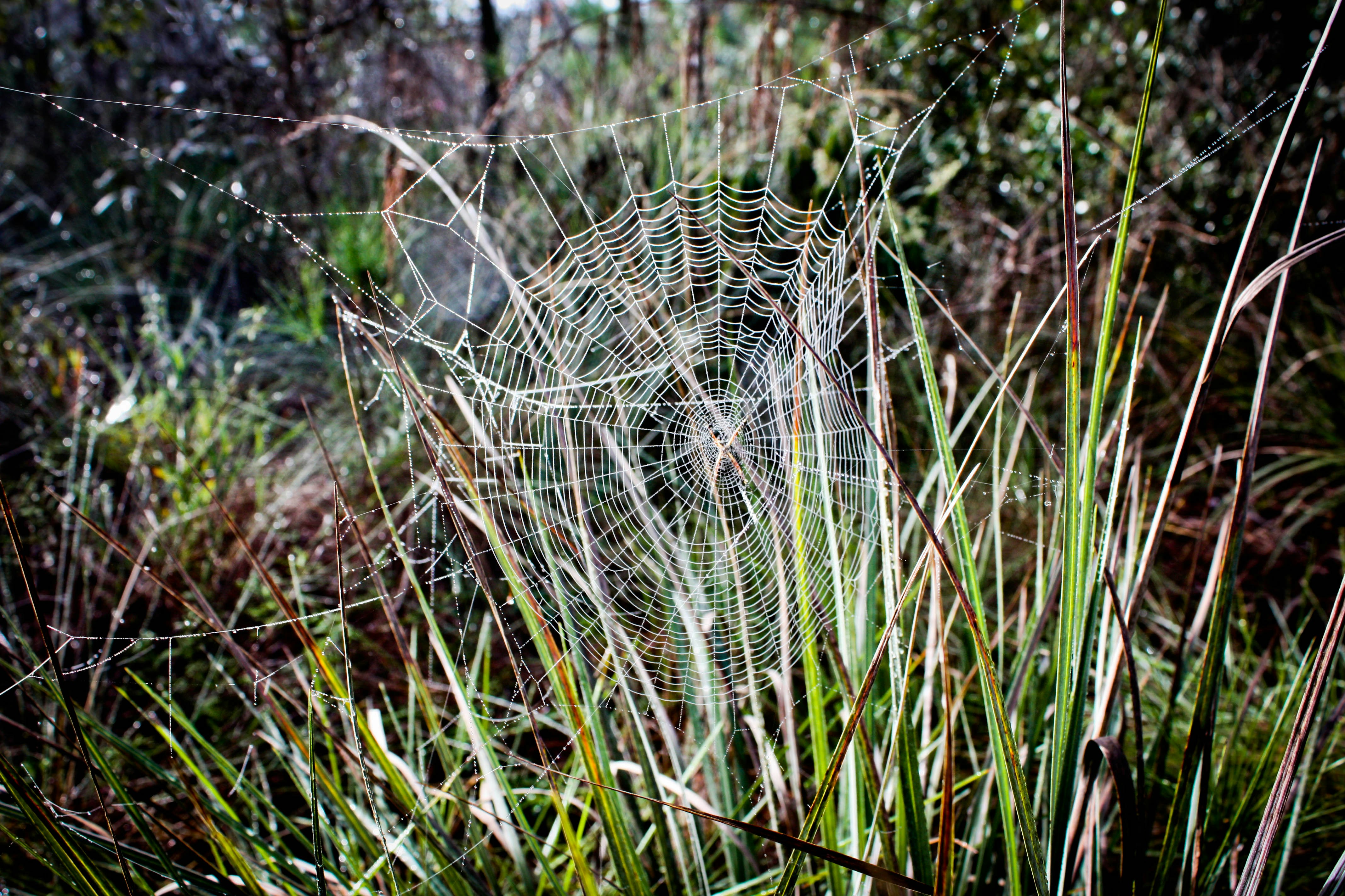 Free Unsplash photo from Eduardo Falcin