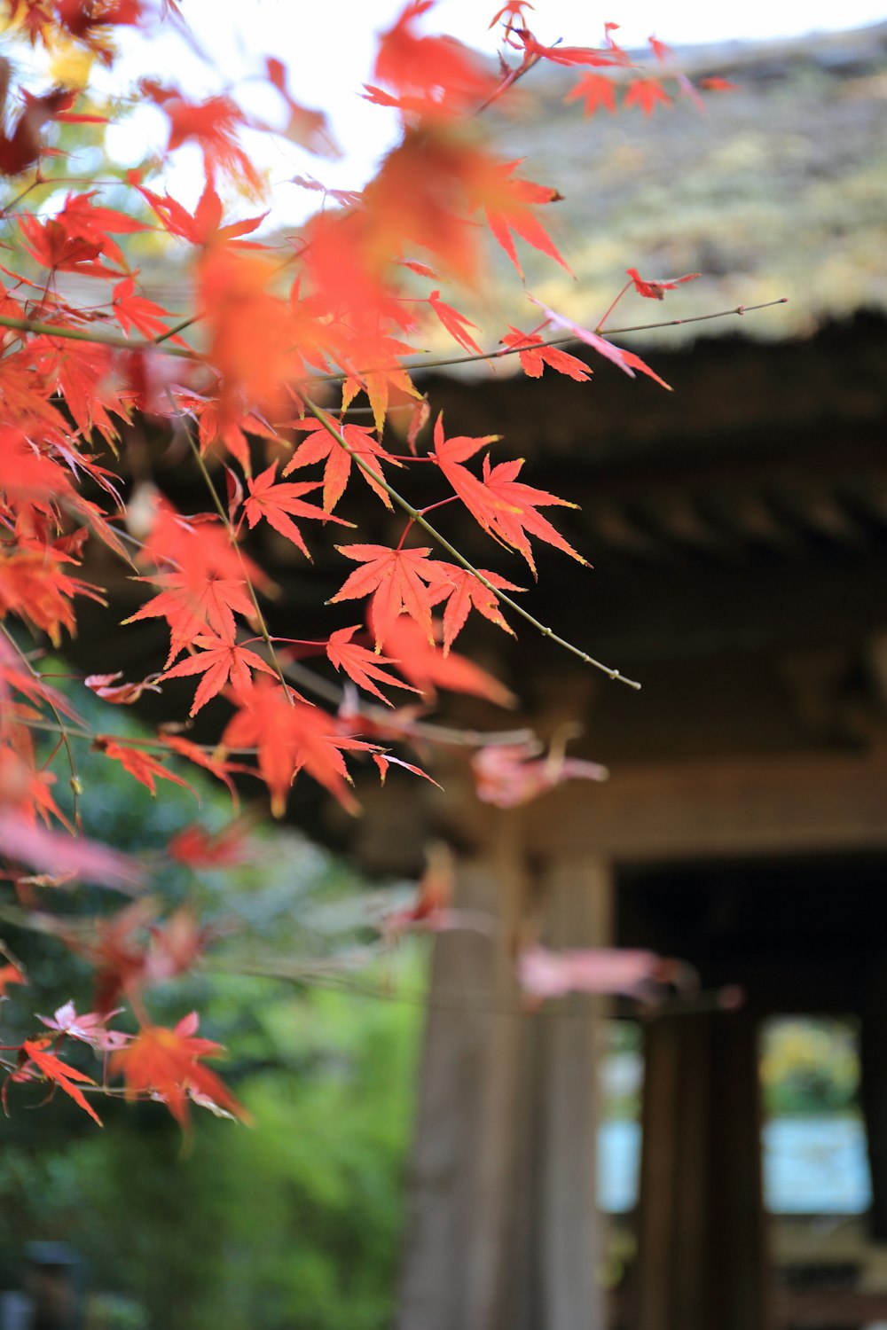 Foto mit flachem Fokus von roten Blättern