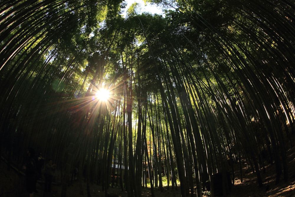 forest during daytime