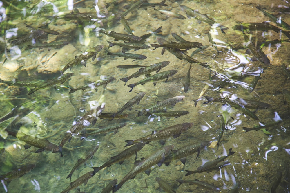 Fotografía de banco de peces en cuerpo de agua