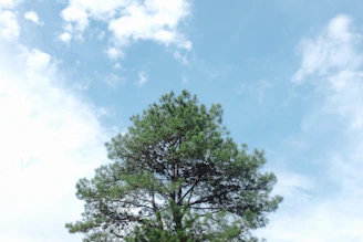 A freshly pruned tree standing tall with green leaves against a bright sky.
