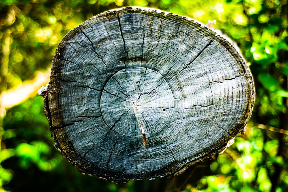 brown wood log