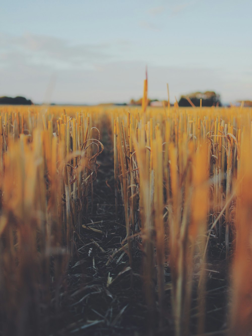 Fotografia de foco raso do campo de grama marrom