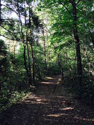 A serene forest path is surrounded by tall, lush trees with vibrant green leaves. The sunlight filters through the canopy, casting dappled shadows on the dirt path. The atmosphere feels calm and inviting, suggesting a peaceful retreat into nature.