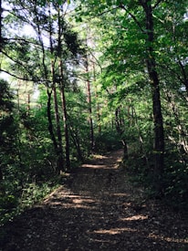 A serene forest path is surrounded by tall, lush trees with vibrant green leaves. The sunlight filters through the canopy, casting dappled shadows on the dirt path. The atmosphere feels calm and inviting, suggesting a peaceful retreat into nature.