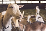 flock of brown goat inside fence
