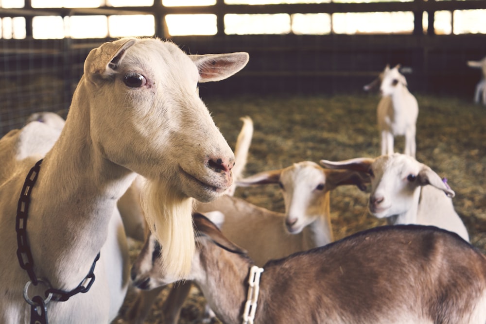 flock of brown goat inside fence