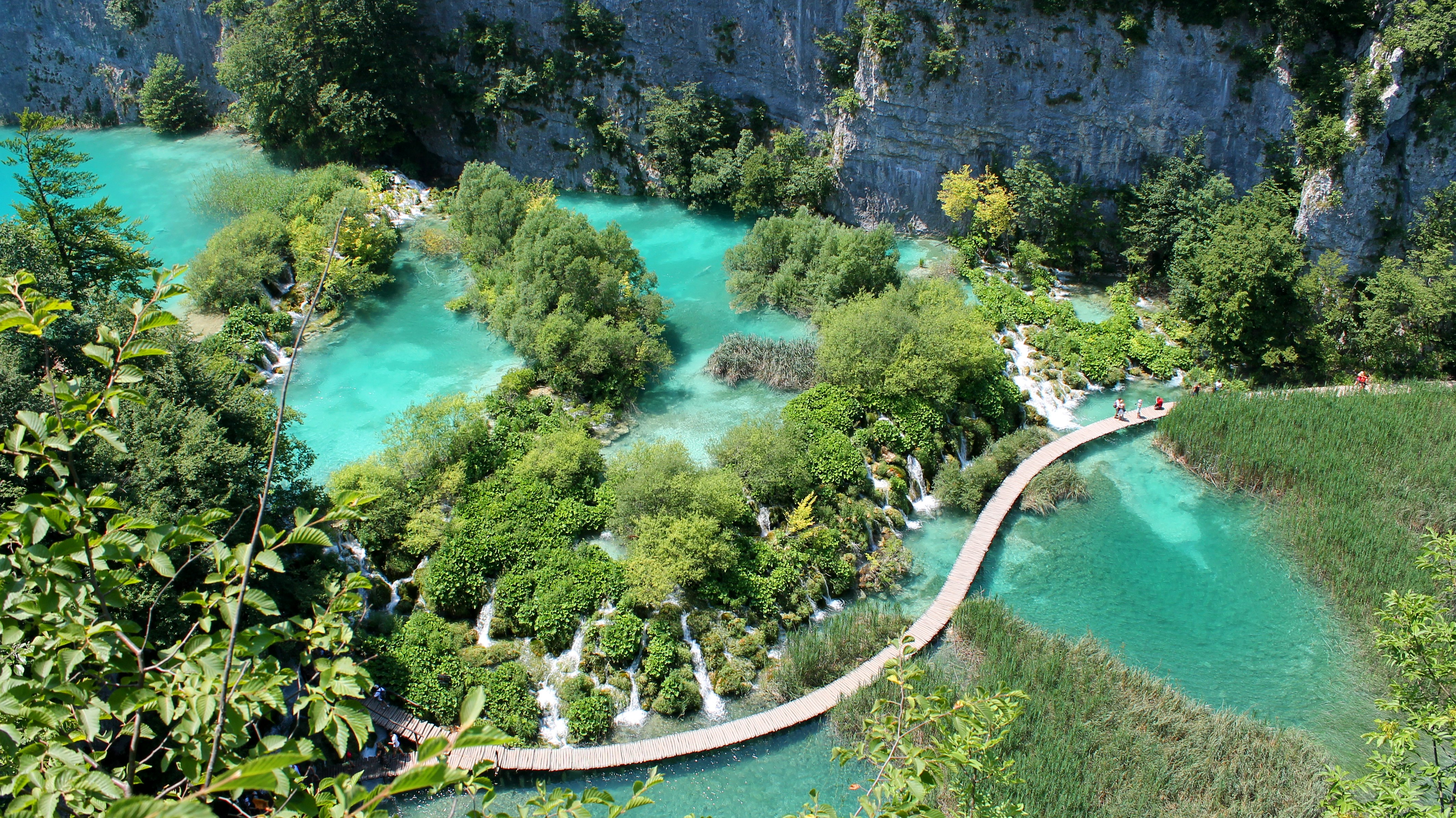 aerial photography of green forest near body of water