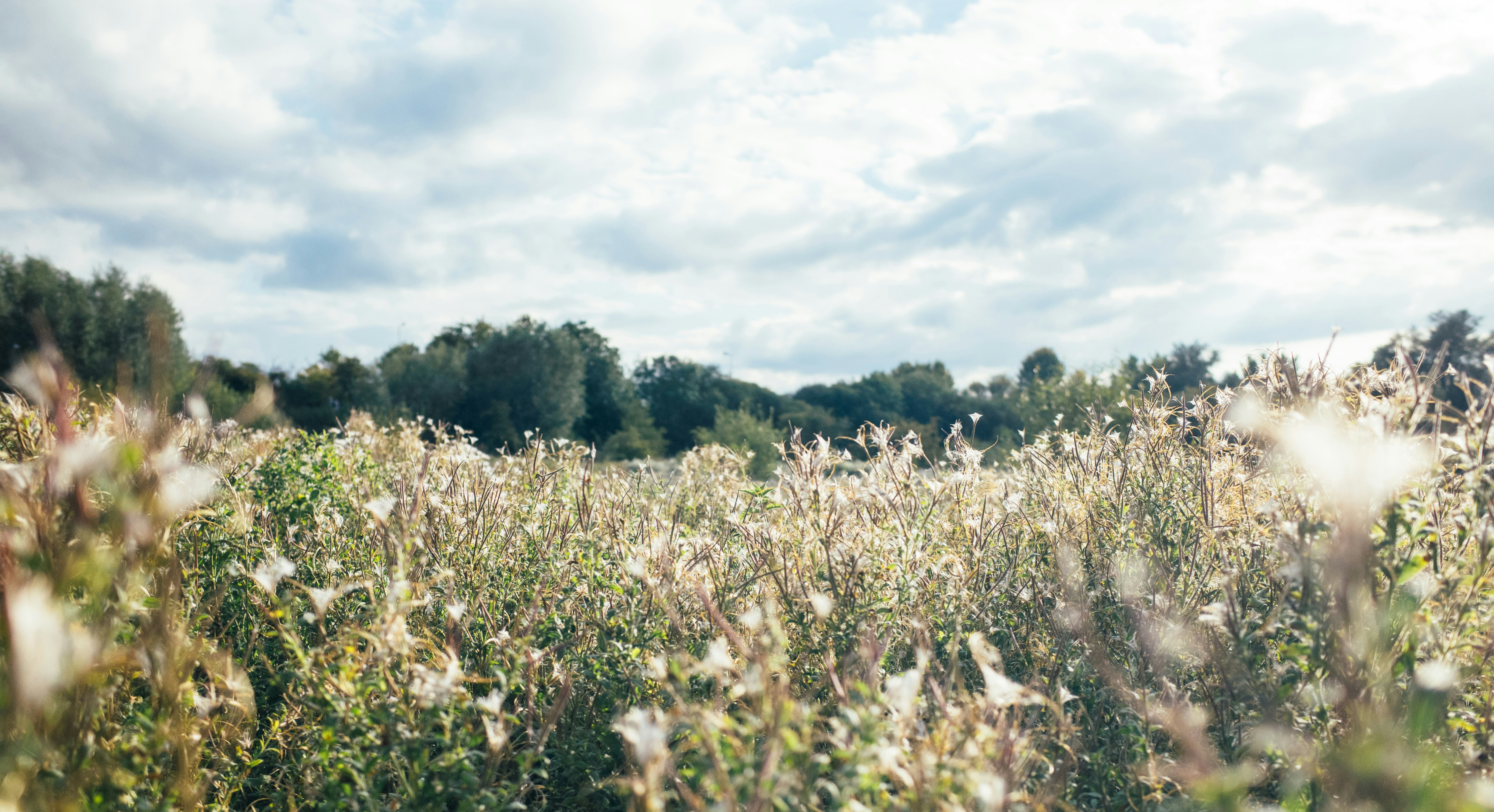 Free Unsplash photo from Ed Shelley