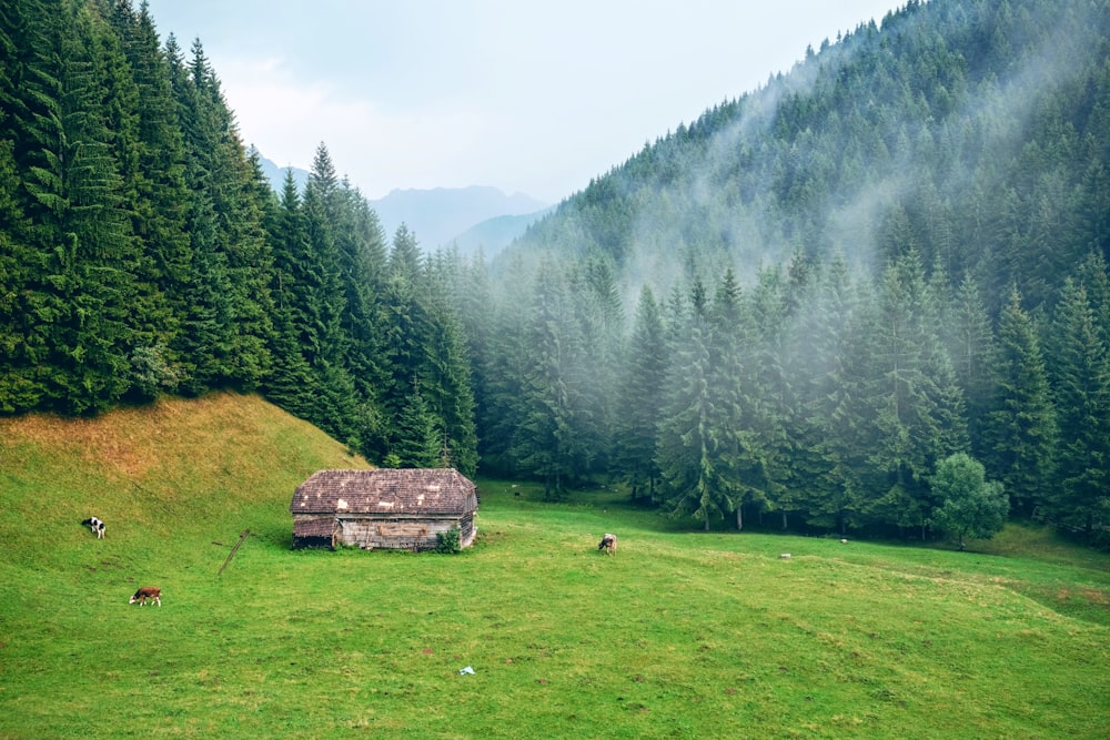 casa di legno marrone circondata da pini durante il giorno