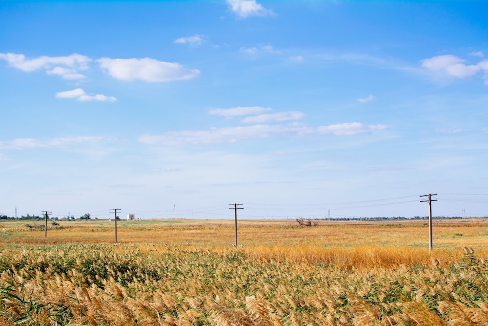 grass field under blue sky