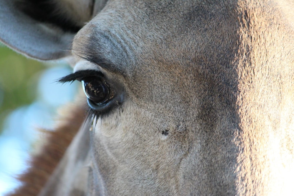 close up photo of horse right eye