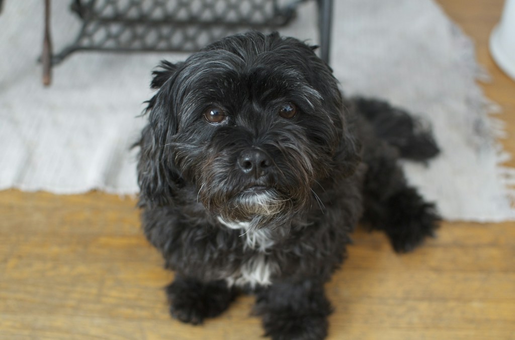Black Shih Tzu