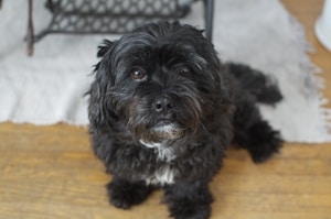 Black Shih Tzu