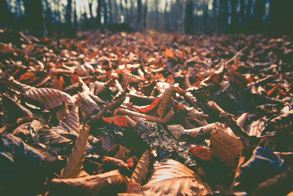 dried leaves