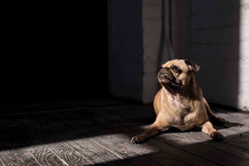 brown pug lying on floor