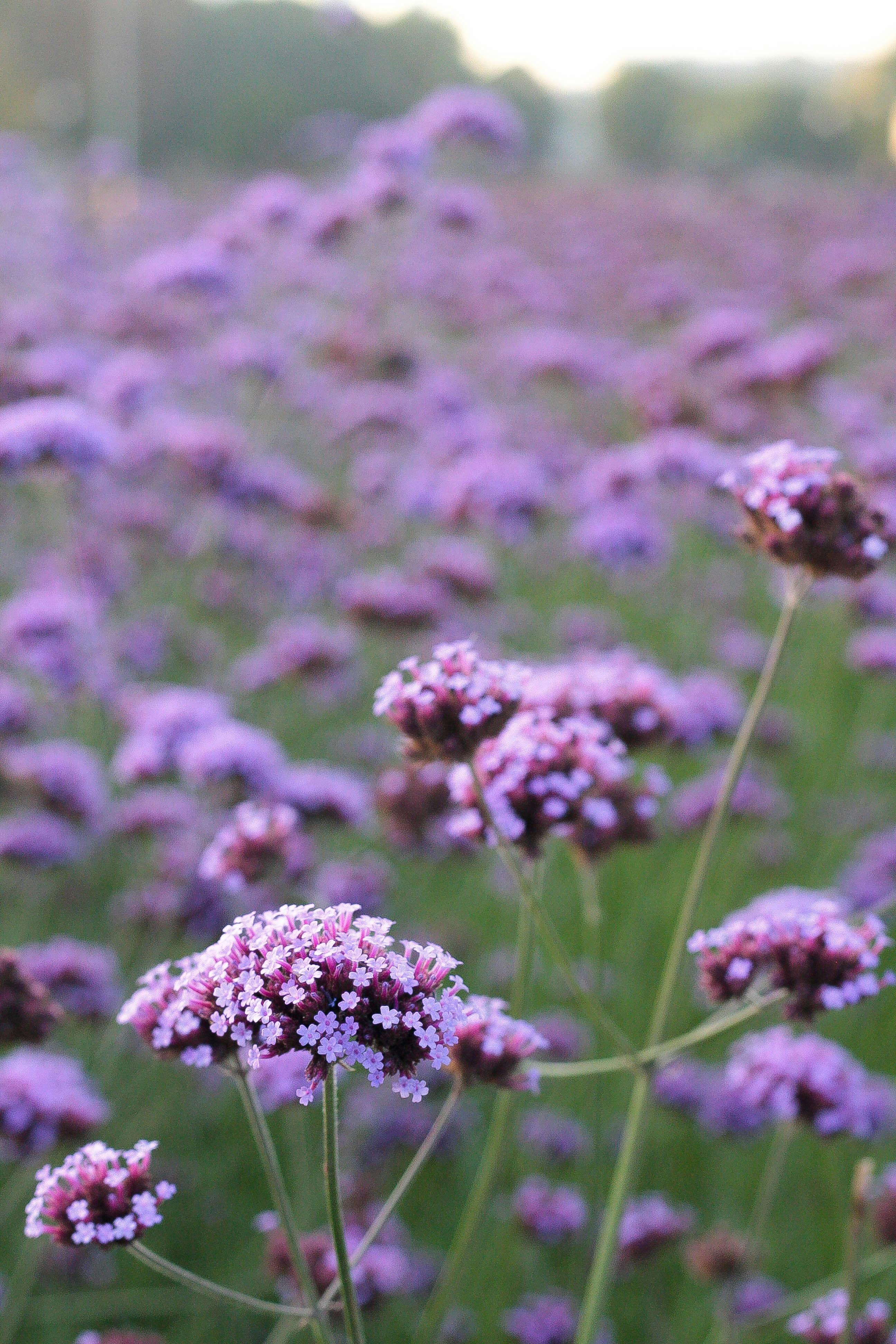 Free Unsplash photo from Catherine Zaidova