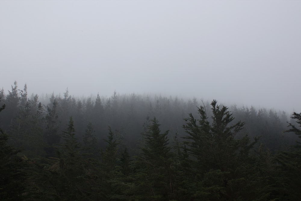 trees under cloudy sky