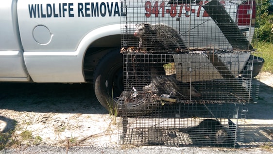 A white truck labeled 'WILDLIFE REMOVAL' is parked on a dirt area. In front of the vehicle, three possums are confined within stacked metal cages. The background includes greenery and sunlight creates clear shadows.