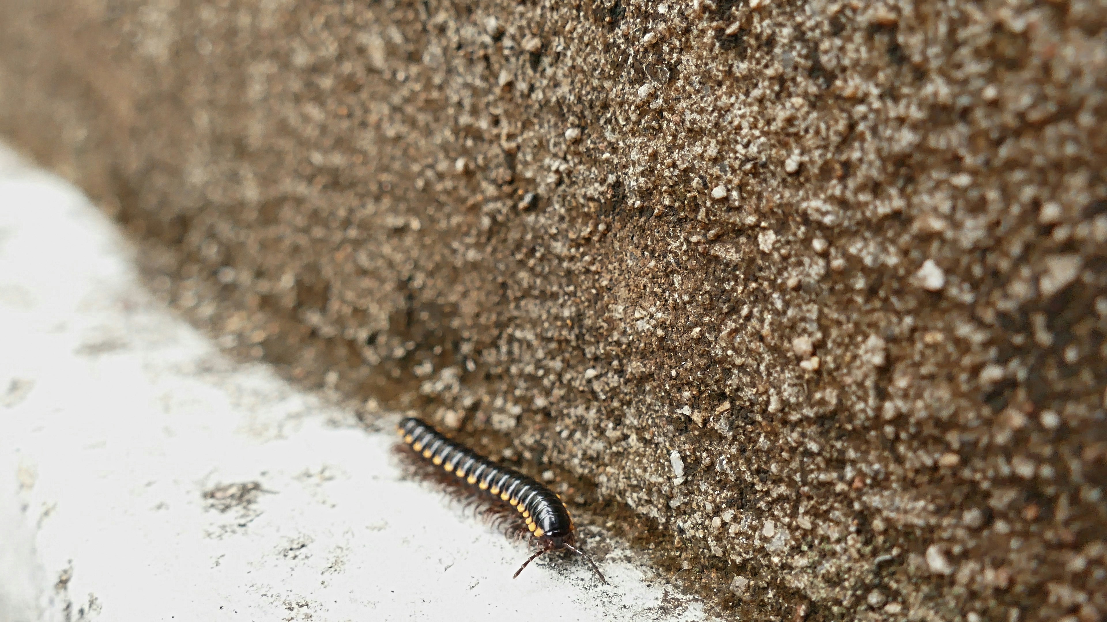 Free Unsplash photo from qinghill