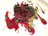 A gourmet dish featuring succulent slices of beef topped with fresh herbs, accompanied by asparagus spears and a dark red sauce artfully spread on the plate.