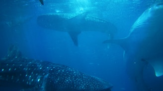 Several whale sharks gracefully swim through the deep blue ocean. Their distinctive spotted patterns and large fins are evident as they glide through the water, creating a serene and majestic underwater scene.