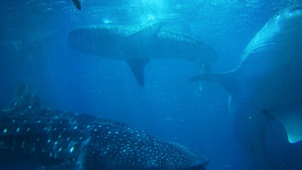 Several whale sharks gracefully swim through the deep blue ocean. Their distinctive spotted patterns and large fins are evident as they glide through the water, creating a serene and majestic underwater scene.