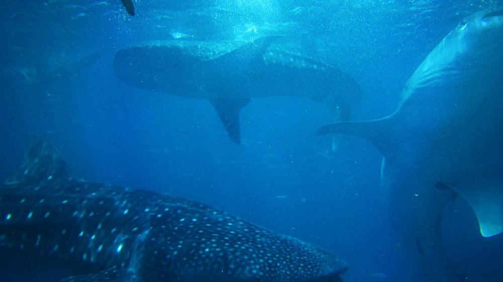 Tres tiburones variados bajo el agua