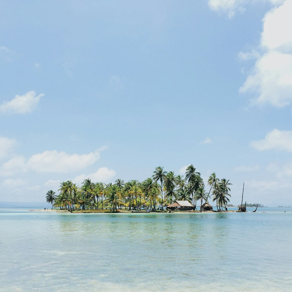 코코넛 나무로 둘러싸인 근처의 집