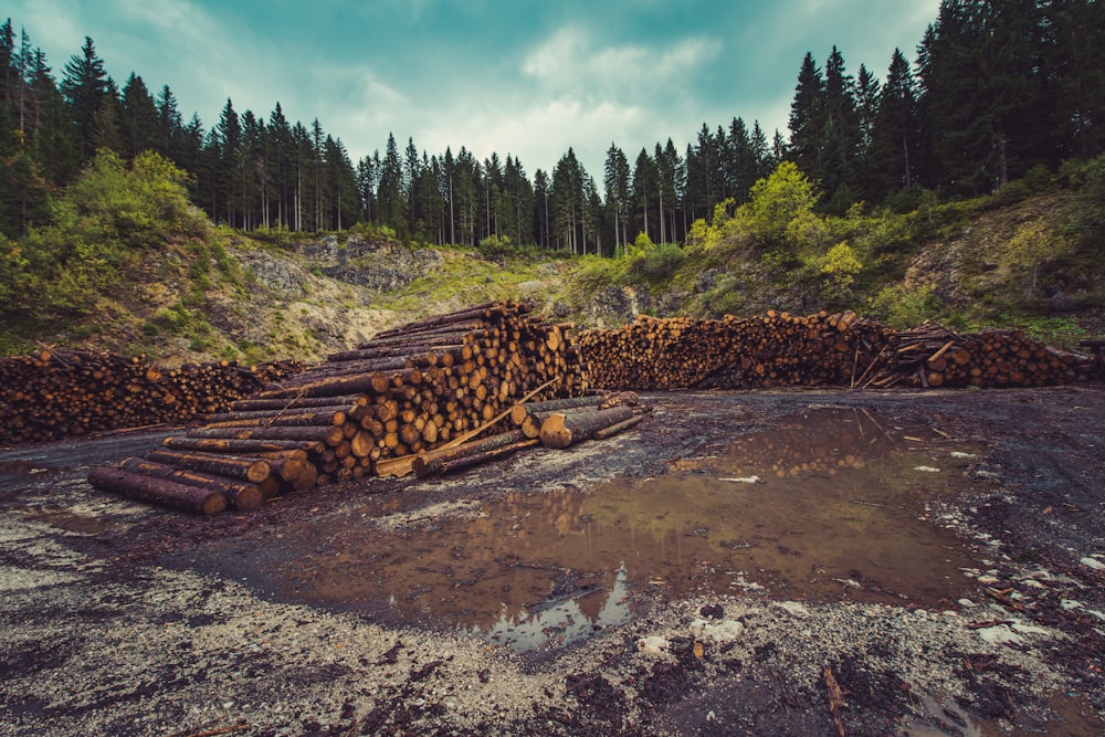 Stacks of small logs on wet ground in a forest clearing